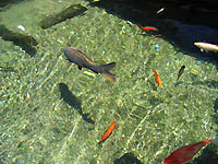 Un poisson volant