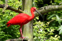 Ibis rouge