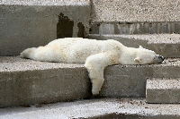 Un ours blanc en plein effort