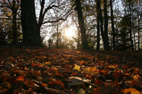 Tapis de feuilles en automne