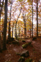 Forêt sur le chemin du col, couleurs automnales