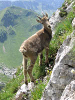 Un jeune bouquetin