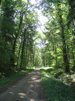 La forêt de Tronçais