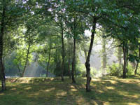 Une forêt...