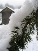 Quelques cristaux de neige...