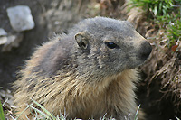 Une marmotte pas contente