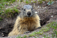 Une marmotte qui prend la pose !