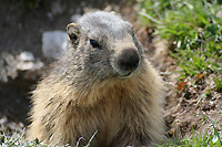 Une marmotte qui se montre...