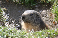 Une tête de marmotte qui dépasse