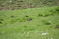 Une marmotte vue de loin